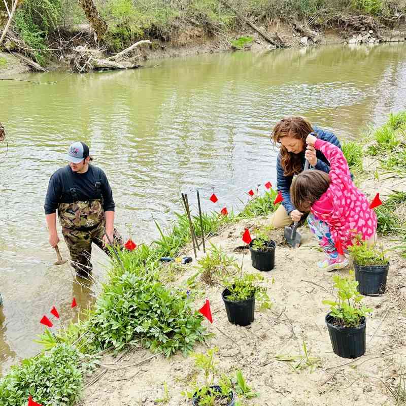 Students, parents and faculty from FernLeaf Community Charter School remove invasive plants and plant new growth along the bank of Cane Creek in Fletcher, N.C.