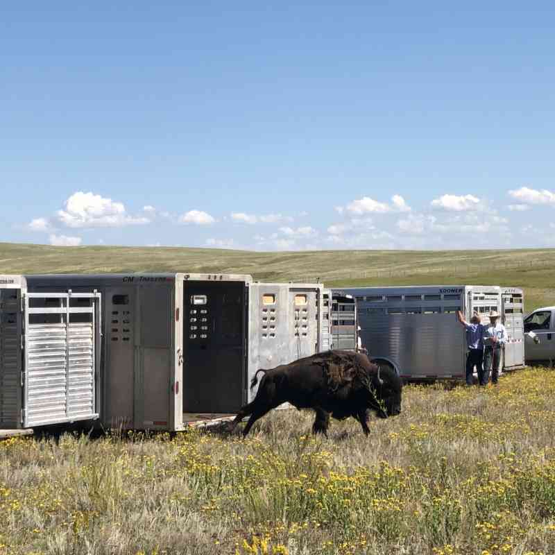 One of the first bison from Yellowstone National Park arrives in trailers to Fort Peck, Montana