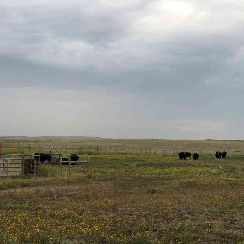 Eight bison meander through a pasture at Fort Peck in Montana